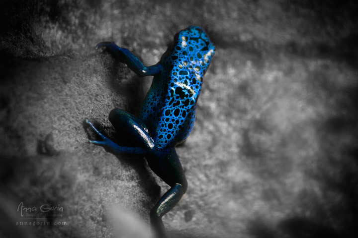 Poison dart frog at Zoo Boise's rainforest exhibit