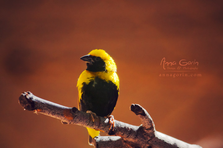 Brightly colored exotic birds at Zoo Boise