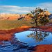 Juniper tree reflected in puddle on Doe Mountain, Sedona, Arizona