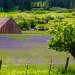 Meadow of camas lilies, Grangeville, Idaho