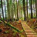 Juan De Fuca Marine Trail, Vancouver Island, Canada