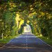 Tunnel of trees in Waitarere, New Zealand