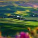 Palouse hills, Steptoe Butte State Park, Washington