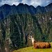 Llama at Machu Picchu, Peru