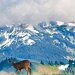 Deer at Hurricane Ridge, Olympic National Park, Washington